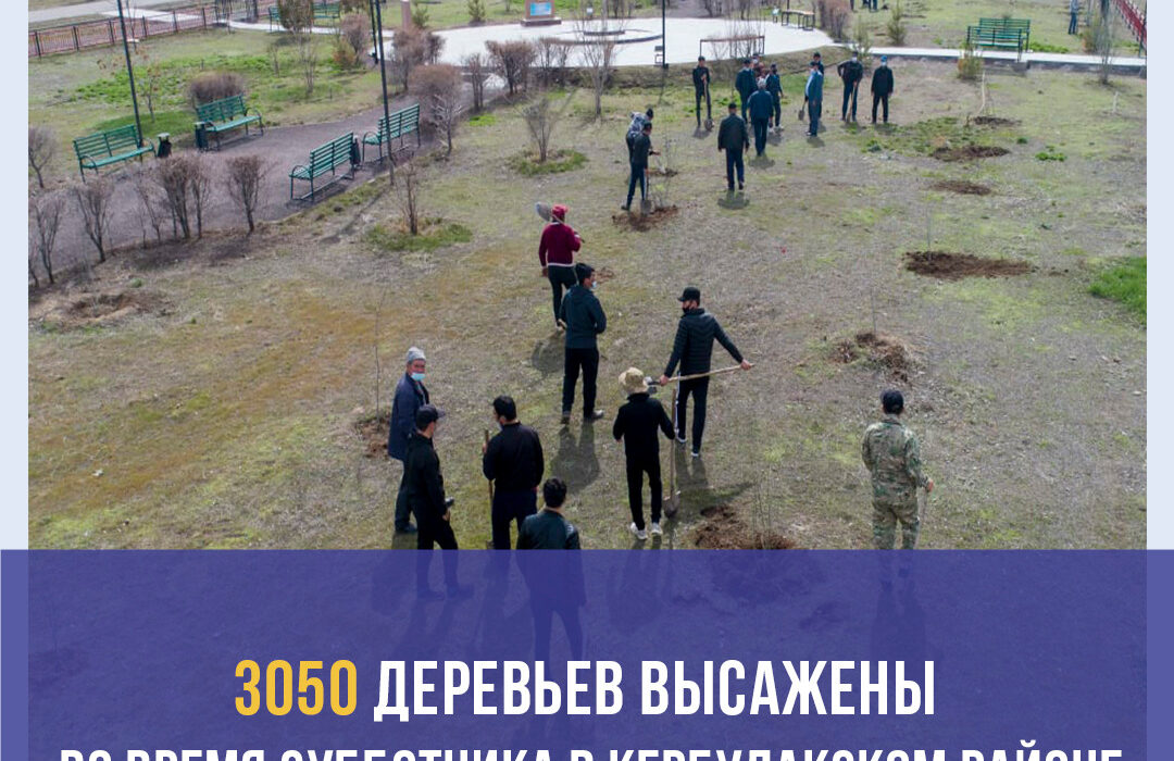 3050 деревьев высадили в Кербулакском районе
