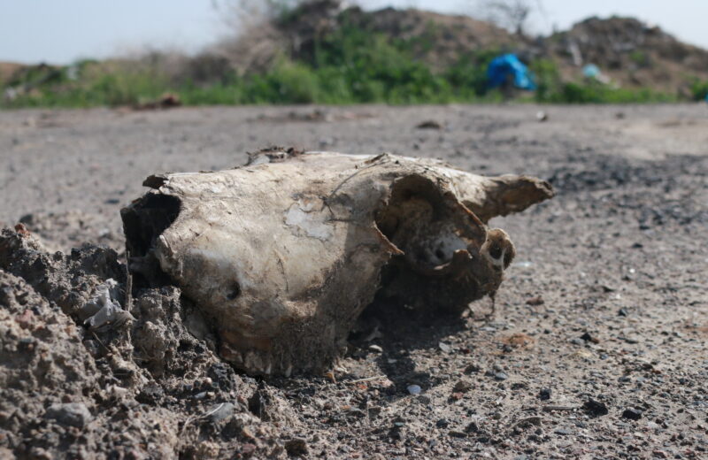 Большое количество останков животных найдены вокруг  нашумевшего завода  в селе Даулет